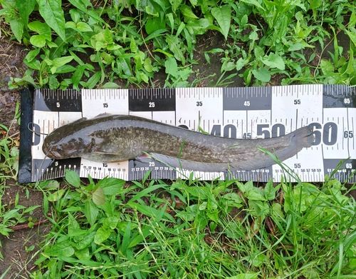 ナマズの釣果