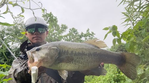 ブラックバスの釣果