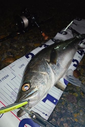 シーバスの釣果