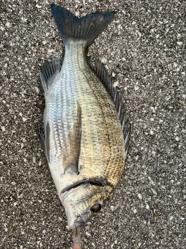 ミナミクロダイの釣果