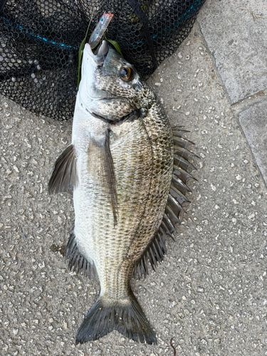 ミナミクロダイの釣果