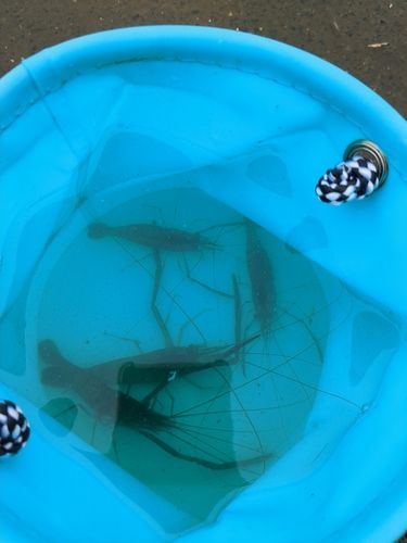 テナガエビの釣果
