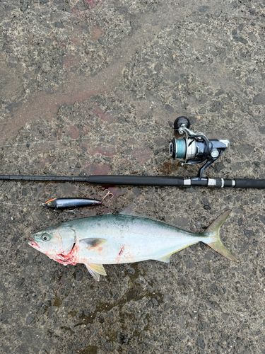 イナダの釣果