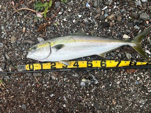 ブリの釣果