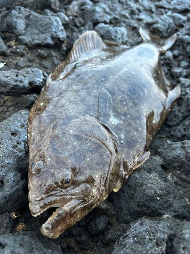 ヒラメの釣果