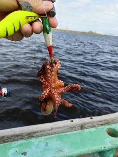 タコの釣果
