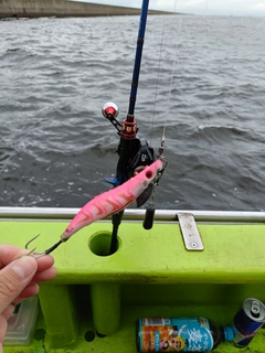タコの釣果
