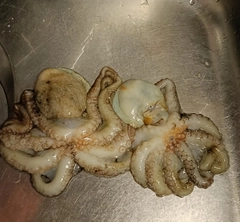 タコの釣果