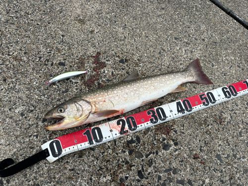 アメマスの釣果