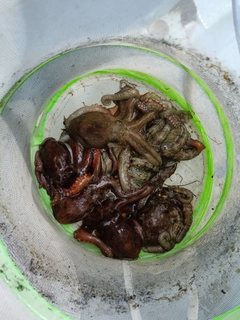 タコの釣果