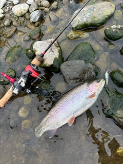 ニジマスの釣果