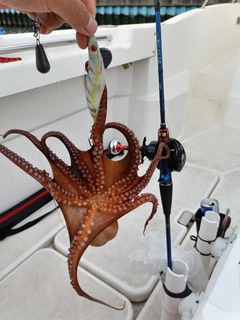 タコの釣果