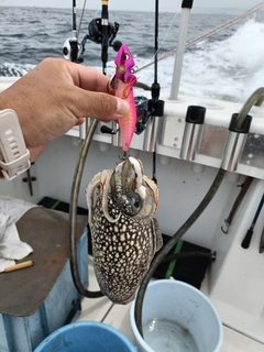 シリヤケイカの釣果