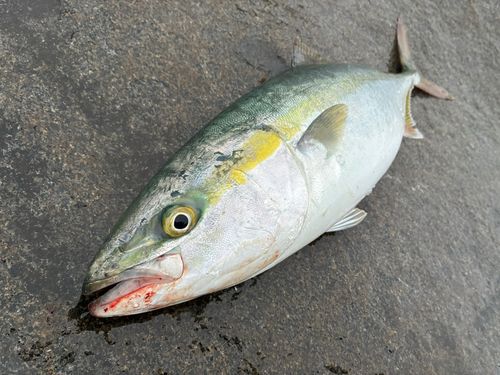 ワラサの釣果