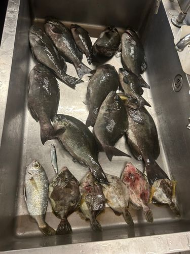 カワハギの釣果