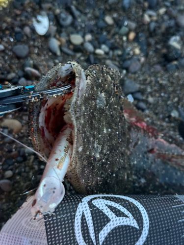 マゴチの釣果