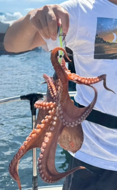 タコの釣果