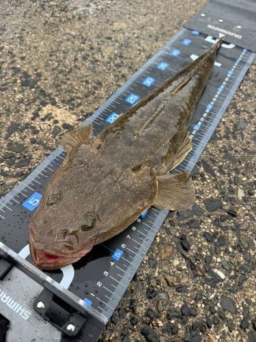 マゴチの釣果