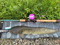 ナマズの釣果