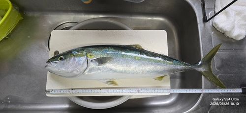 イナダの釣果