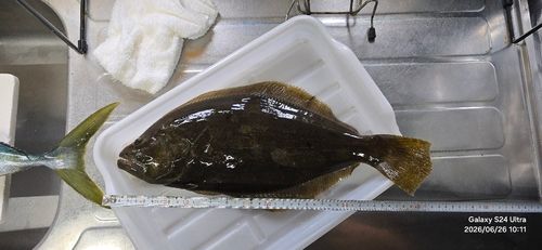 ヒラメの釣果