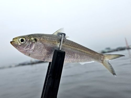 ニシンの釣果・釣り情報まとめ【2026年最新】 - アングラーズ | 釣果