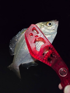 マタナゴの釣果
