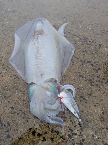 アオリイカの釣果