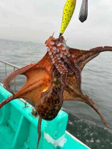 タコの釣果