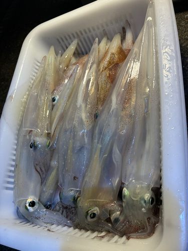 ヤリイカの釣果