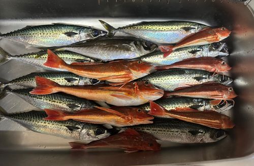 サバの釣果