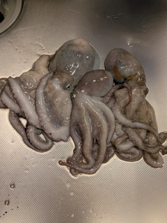 タコの釣果