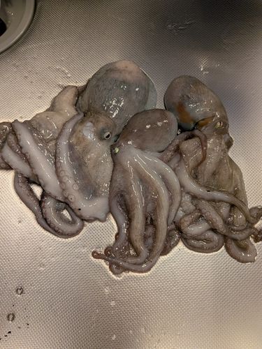 タコの釣果