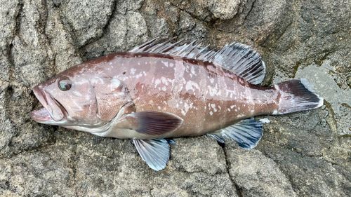 マハタの釣果