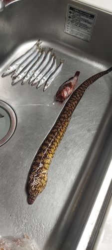 ウツボの釣果