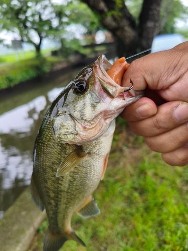 ラージマウスバスの釣果