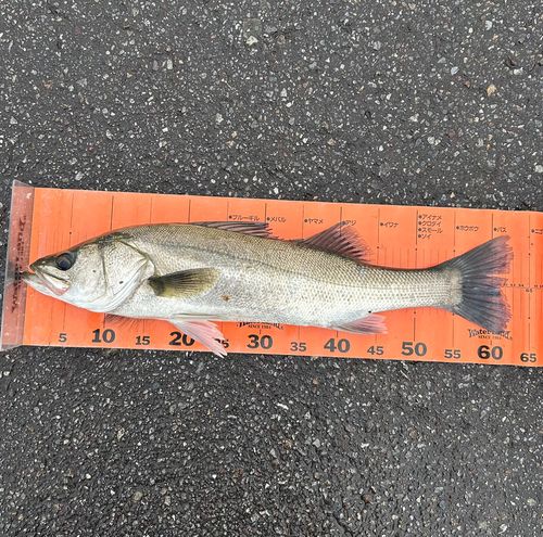 スズキの釣果