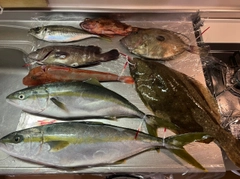 ヒラマサの釣果