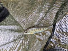 ヤマメの釣果