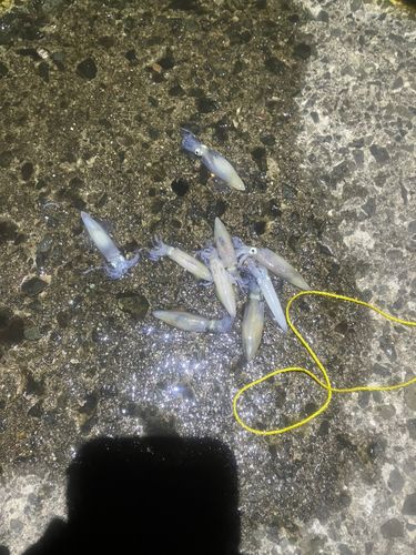 マメイカの釣果