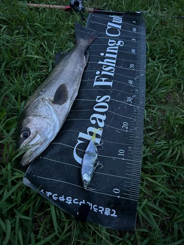 シーバスの釣果