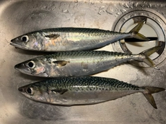 サバの釣果