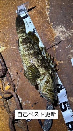 タケノコメバルの釣果