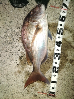 マダイの釣果