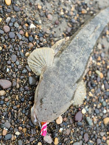 マゴチの釣果