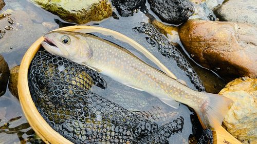 ニッコウイワナの釣果