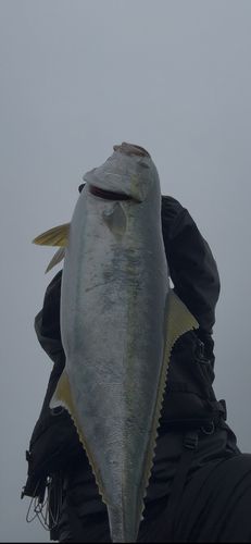 ブリの釣果