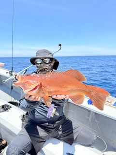 スジアラの釣果