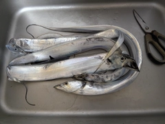タチウオの釣果