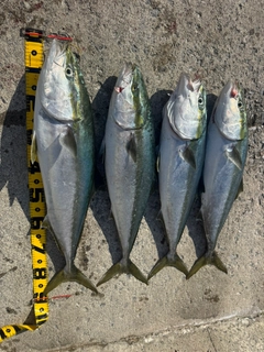 ブリの釣果